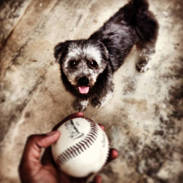 Rocky playing with a ball