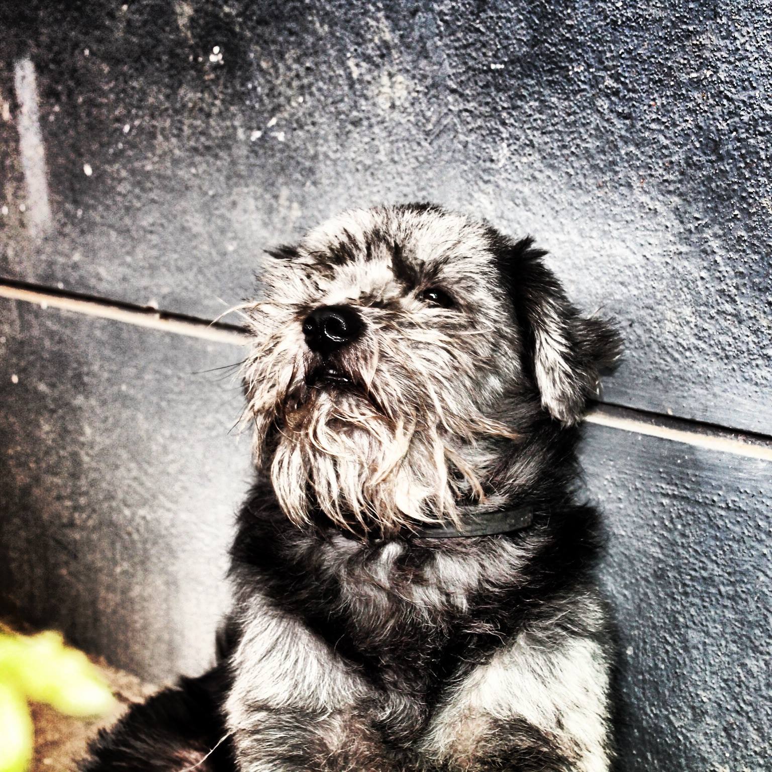 Rocky resting against the wall